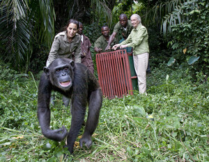 CuriosityStream Preps Original New Series: 'Rescued Chimpanzees of the Congo with Jane Goodall'