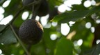 America's Love of Avocados Drives Economic Growth on Both Sides of the Border