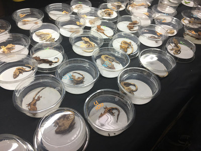 Snakes, iguanas and geckos are just some of the millions of animals suffering and dying in the exotic pet trade. Some are snatched from the wild and sold; others are cruelly bred. Pictured: Exotic pets on display at the Canadian Reptile and Exotic Pets Breeders' Expo near Toronto, September 2018.
Photo credit: World Animal Protection (CNW Group/World Animal Protection)