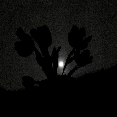 Geneviève Cadieux, Tulipes et Lune, 2020; (Édition pour la Fondation du MAC); 33 x 33 cm (13″ x 13″); Impression au jet d’encre; Édition de 25; Encadrée (Groupe CNW/Musée d'art contemporain de Montréal) Geneviève Cadieux, Tulipes et Lune, 2020; (Édition pour la Fondation du MAC); 33 x 33 cm (13″ x 13″); Impression au jet d’encre; Édition de 25; Encadrée (Groupe CNW/Musée d'art contemporain de Montréal)