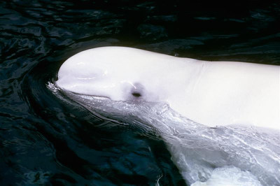 Beluga Whale (CNW Group/Committee on the Status of Endangered Wildlife in Canada)