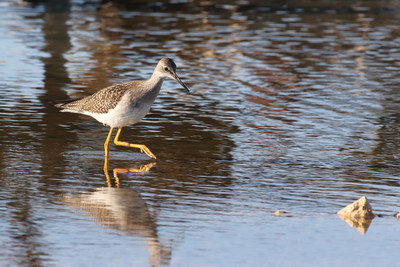 Lesser Yellowlegs (CNW Group/Committee on the Status of Endangered Wildlife in Canada)