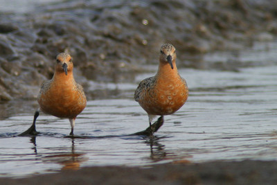 Red Knot (CNW Group/Committee on the Status of Endangered Wildlife in Canada)