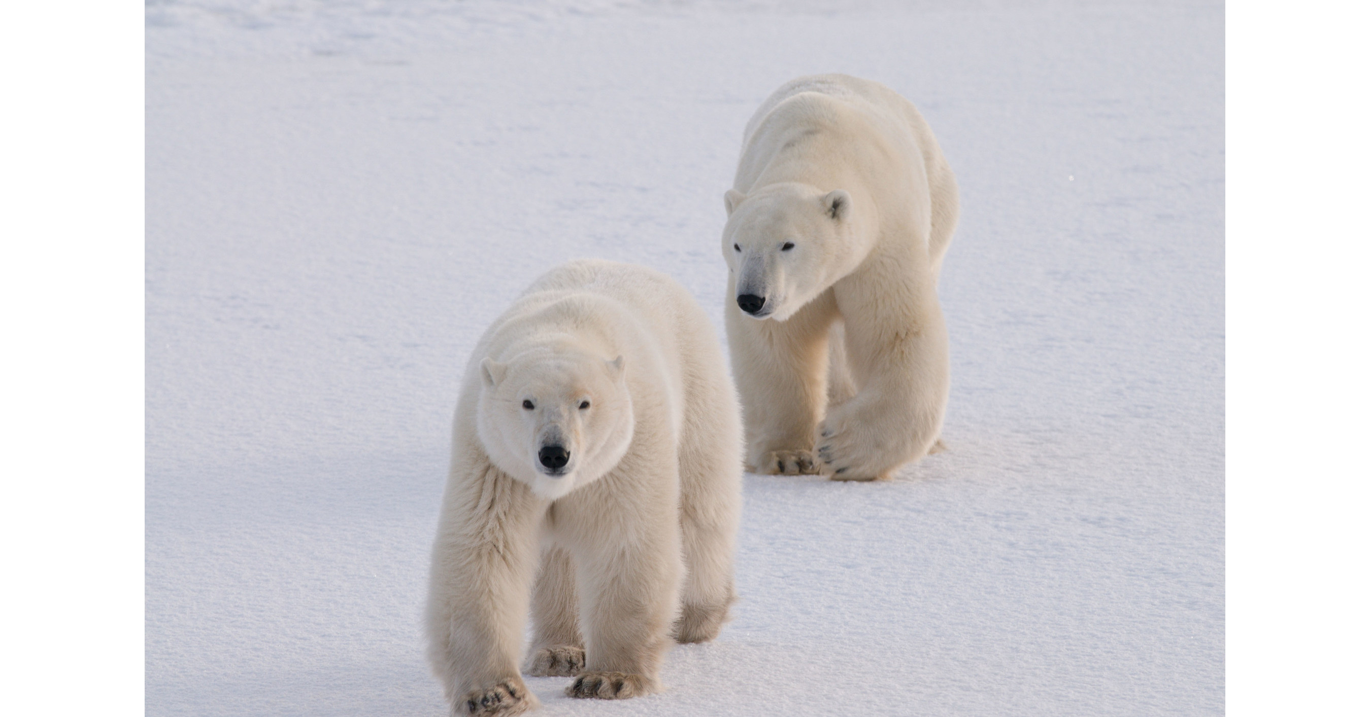 High-Tech DNA Analysis Offers Non-Invasive Solution For Polar Bear