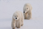 Bear Necessity: Polar Bears Test New Tracking Tech Invented in Polar Bears International/3M Tech Partnership