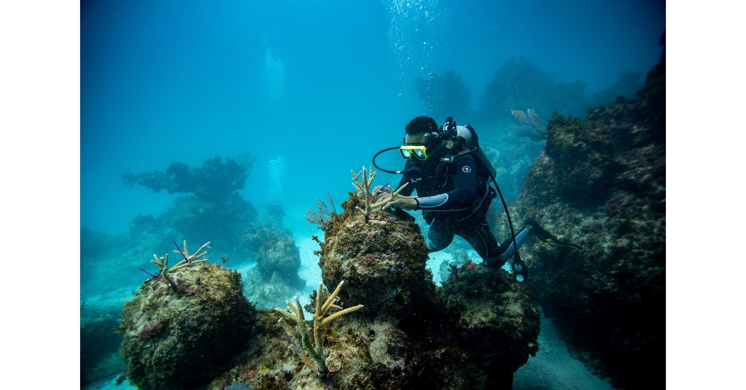 Critically endangered staghorn corals are benefiting from coral gardening  in the Caribbean