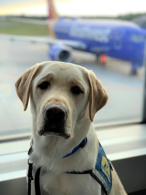 New Rules for Service and Emotional Support Animals on Planes make a  Difference | Markets Insider