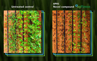 Field test of APH1 against a panel of grass and broadleaf weeds – untreated control vs APH1