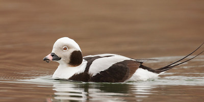 Christmas Bird Counts Continue Despite COVID-19 Pandemic
