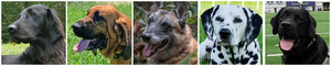 Five Heroic Dogs Honored With 2020 AKC® Humane Fund Awards For Canine Excellence (ACE)