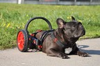 AnyoneGo : Czech company making bespoke dog wheelchairs enters the European market