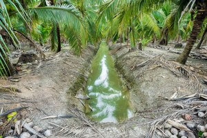 Harmless Harvest and Its Partners Launch the First Coconut Regenerative Agriculture Initiative