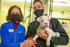 Ally and NASCAR's Alex Bowman race to help animals in need