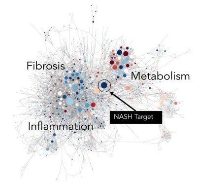 HemoShear has identified and validated a target that impacts several NASH disease pathways to reduce fibrosis, restore metabolic signaling and inhibit inflammatory signaling in the REVEAL-TxTM NASH model.