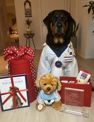 Dogtor Loki Therapy Dog, AMC's 2020 Top Dog Honoree