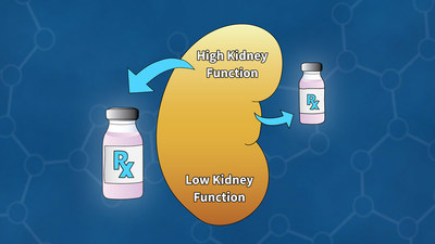 To tame a tumor, clinicians must give a patient the right amount of drugs. Too little, and it will not destroy the tumor. Too much, and it could damage tissues beyond the tumor. Because most drugs are removed from the body through the kidney, it is critical to know how well the kidney functions. Previous methods for estimating kidney function underestimated how quickly kidneys were clearing out the drugs. Image: Ben Wigler/CSHL, 2020