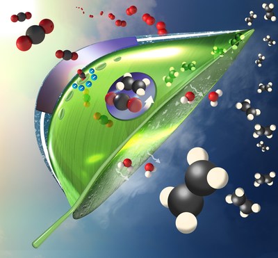 An example bio-inspired, artificial leaf and an artificial photosystem that captures CO2 from flue gas and convert it to ethylene using sunlight.