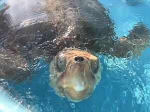Give and Get Back by Winning Holiday Sweepstakes at Loggerhead Marinelife Center