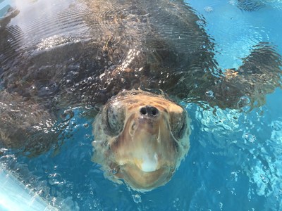 Win the opportunity to name a sea turtle patient at Loggerhead Marinelife Center. Photo Courtesy of Loggerhead Marinelife Center