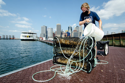 11th Hour Racing grantee Billion Oyster Project will expand its oyster hatchery operations and, with partners, begin restoring eight acres of oyster reef habitat throughout NYC, while engaging students in STEM education on oyster monitoring and water quality testing. Credit: Steven DeWitt | Witness Tree Media