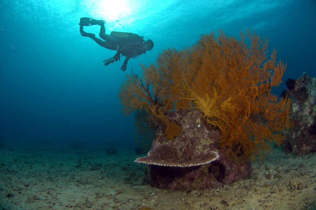 Diver approaches a Memorial covered in living coral