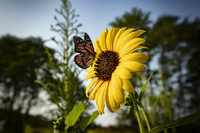 Toyota is helping monarch butterflies by offering these colorful commuters several pollinator “pit stops” on their trip south in the Fall and north in the Spring.