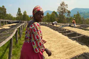 Root Capital Announces Partnership for Sustainable Supply Chains with Keurig Dr Pepper, USAID and Ezrah Charitable Trust