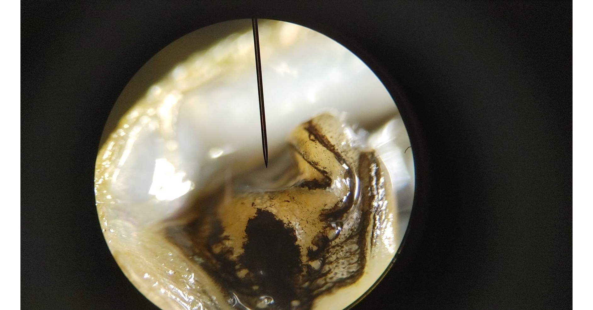 All-Natural Zebracide™ Granted U.S. Patent for Fast-Acting, Food-Based Pesticide Used to Combat United States Second Most Economic Impacting Species, The Growing Zebra Mussel Infestation - Vimarsana News