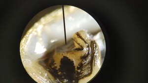 All-Natural Zebracide™ Granted U.S. Patent for Fast-Acting, Food-Based Pesticide Used to Combat United States Second Most Economic Impacting Species, The Growing Zebra Mussel Infestation