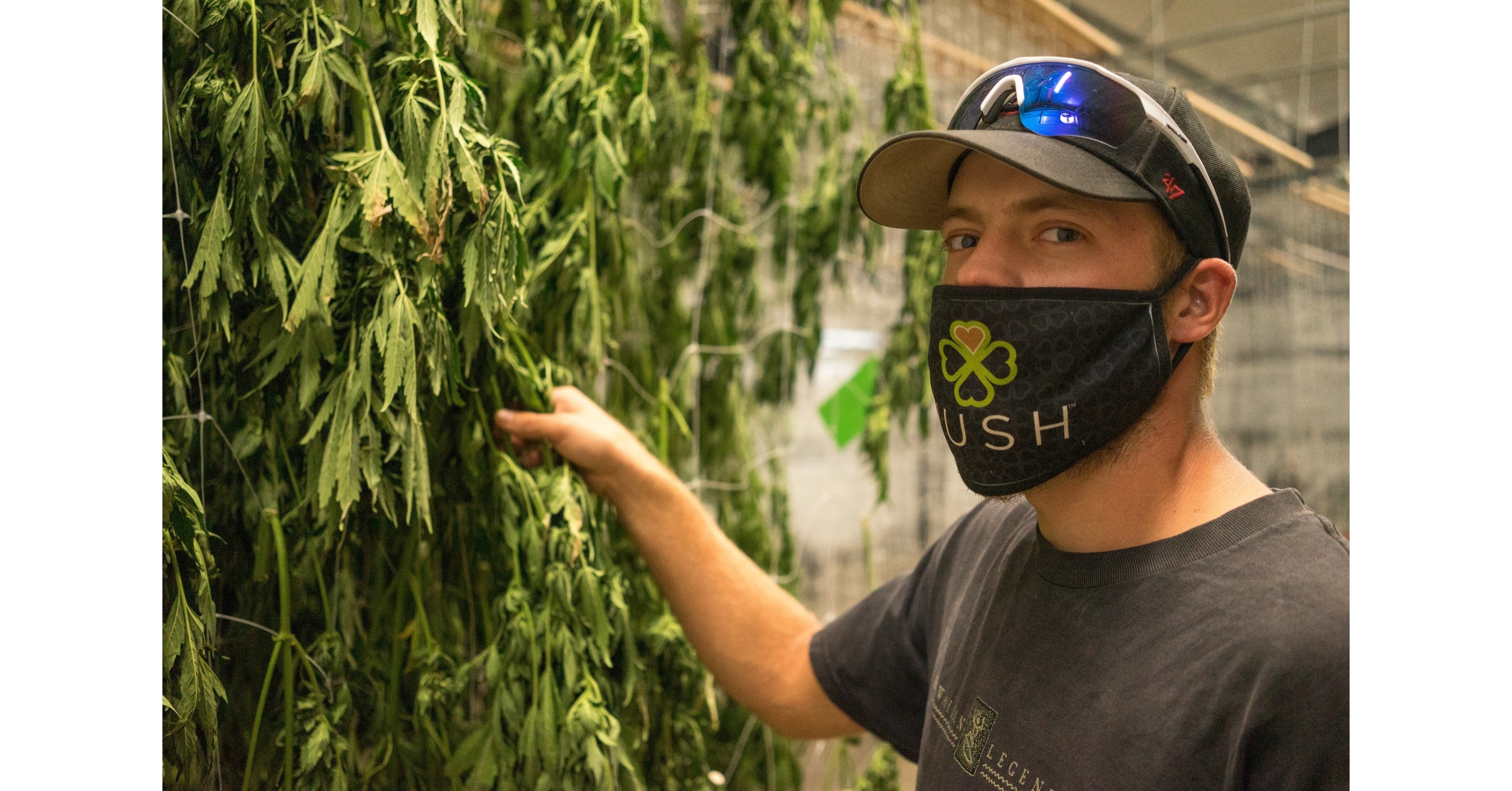 Halo Labs Announces November Record Sales