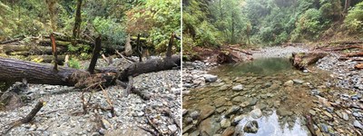 A salmon stream before and after a log jam was removed by Parks Canada and the Ditidaht First Nation in the Cheewaht watershed in Pacific Rim National Park Reserve. Credit: Parks Canada (CNW Group/Parks Canada)