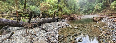 Un ruisseau à saumon avant et après un embâcle a été enlevé par Parcs Canada et la Première nation Ditidaht dans le bassin versant de Cheewaht, dans la réserve de parc national Pacific Rim.
Crédit : Parcs Canada (Groupe CNW/Parcs Canada)