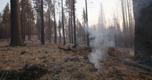 Broad Coalition Of Agriculture, Business, Environmental, Forestry Leaders Call On Gov. Newsom, Legislature For "Urgent Action" On Wildfires