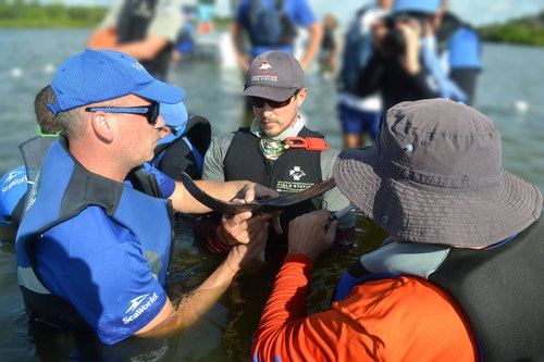 Blood sample being collected from the fluke of a dolphin following disentanglement response, to assess its overall health. Footage of rescued dolphin produced by SeaWorld under the National Marine Fisheries Services Marine Mammal Health and Response Program.