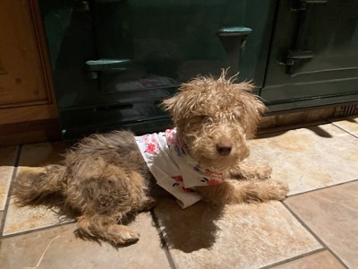 Fig in his recovery bib after being treated at the Vets Now emergency clinic in Ashford. The six-month-old puppy needed emergency treatment following the incident which left him yelping in agony. Copyright Vets Now