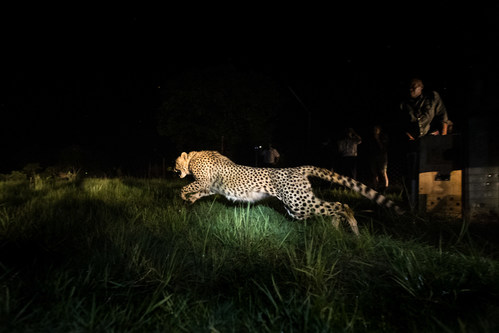 Cheetahs return to Bangweulu Wetlands, Zambia © African Parks / Andrew Beck