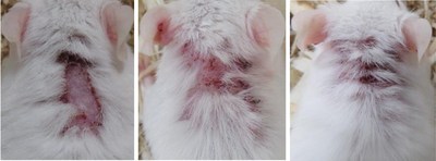 Representative Images of Cutaneous Lesions from Control Mice and Mice Treated with Encapsulated HT-005 | Group 2 (HT-005) - Mouse #53: Start,  Middle, End
