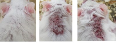 Representative Images of Cutaneous Lesions from Control Mice and Mice Treated with Encapsulated HT-005 | Group 1 (No Treatment) - Mouse #27: Start, Middle, End