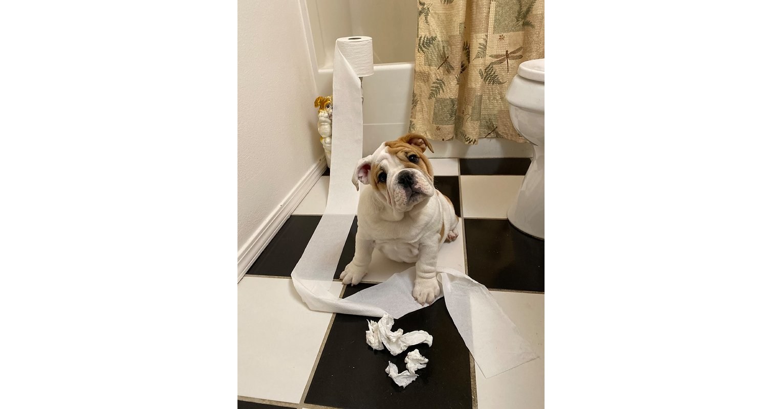 Meredith Corporation's Daily Paws Names Besa the Bulldog Winner of  Inaugural Pet Etiquette Fails Photo Contest Sponsored by Mars Petcare's  GREENIES™ Brand