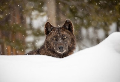 A wolf at Yellowstone National Park.
Photo credit: National Park Service/Jim Peaco