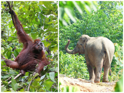 Sime Darby Foundation's biodiversity conservation initiatives include wildlife habitat restoration and protection for vulnerable species such as the orangutan in Borneo and elephants in Peninsular Malaysia.