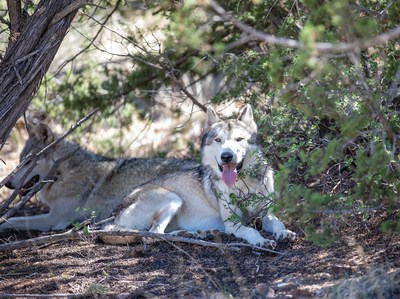 Two rescued wolves relaxing in their forested habitat at The Wild Animal Refuge in Colorado.
