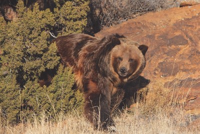 A rescued grizzly bear exploring her new habitat at The Wild Animal Refuge in Colorado.