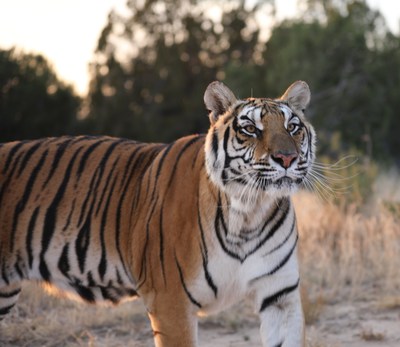 Rescued tiger, Nala, enjoying her large-acreage habitat at The Wild Animal Refuge in Colorado.
