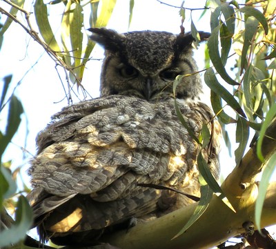 Great Horned Owl Nesting in Ballona Wetlands. Photo by Jonathan Coffin.