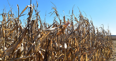 2020 Syngenta and independent trials showed Golden Harvest® corn and soybeans outperforming competitors in fields across the U.S. Photo source: Syngenta