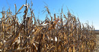 Leading corn and soybean seed performers excel despite demanding 2020 season
