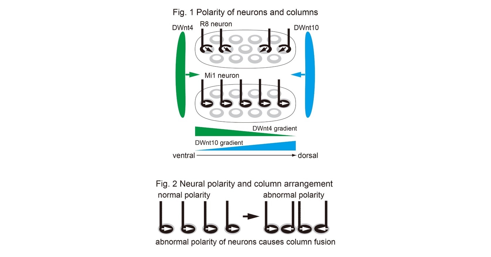 Kanazawa University research: Master designers: Architects of the brain revealed