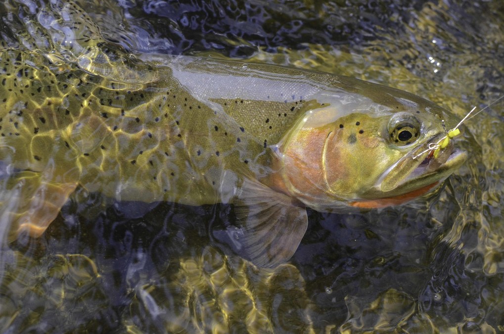 New Wilderness Alliance Announces Draft Legislation for Northern Yellowstone Ecosystem - Vimarsana News