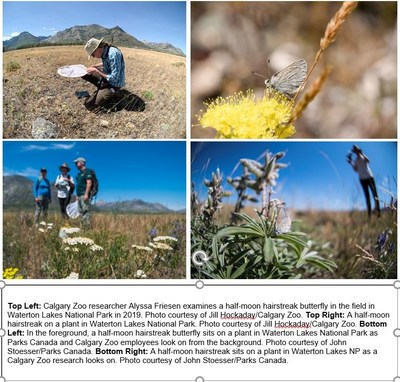 Parks Canada and the Calgary Zoo conserving endangered butterfly in Waterton Lakes National Park (CNW Group/Parks Canada)